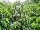 コーヒーの木と緑の実(13)