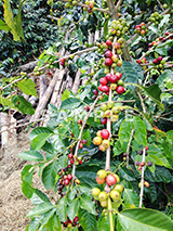 コーヒーの木と赤い実(1)