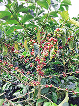 コーヒーの木と赤い実(2)