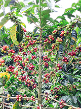 コーヒーの木と赤い実(3)