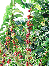 コーヒーの木と赤い実(4)