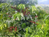 コーヒーの木と緑の実(17)