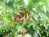 コーヒーの木と緑の実(20)
