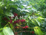 コーヒーの木と緑の実(21)