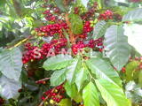 コーヒーの木と緑の実(23)