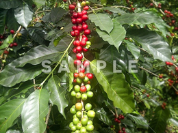 コーヒーの木と緑の実(24)