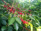 コーヒーの木と緑の実(25)
