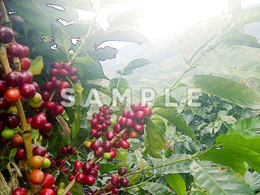 コーヒーの木と緑の実(26)