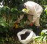 コロンビアコーヒー:生産工程