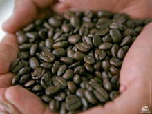 4月のコロンビアコーヒー生産量が百万袋を突破