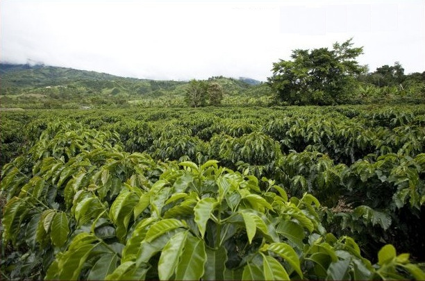 コロンビアコーヒーの生産量 最新報告