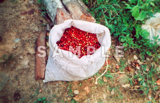 収穫されたコーヒーの赤い実(4)