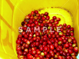 収穫されたコーヒーの赤い実(2)