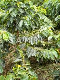 コーヒーの木と緑の実(4)