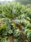コーヒーの木と緑の実(5)