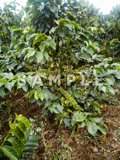 コーヒーの木と緑の実(6)