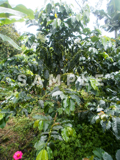 コーヒーの木と緑の実(10)