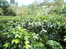 コーヒーの木と緑の実(11)