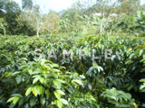 コーヒーの木と緑の実(11)