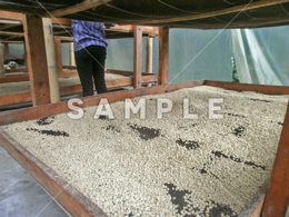 コーヒーの種を乾燥させる工程(1)