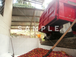 収穫されたコーヒーの赤い実(5)