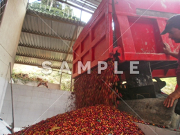 収穫されたコーヒーの赤い実(6)
