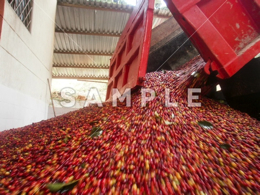 収穫されたコーヒーの赤い実(8)