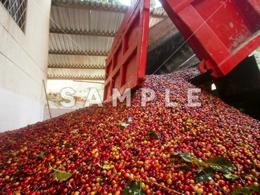 収穫されたコーヒーの赤い実(9)