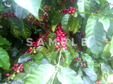 コーヒーの木と緑の実(22)
