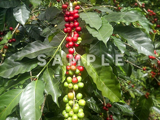 コーヒーの木と緑の実(24)